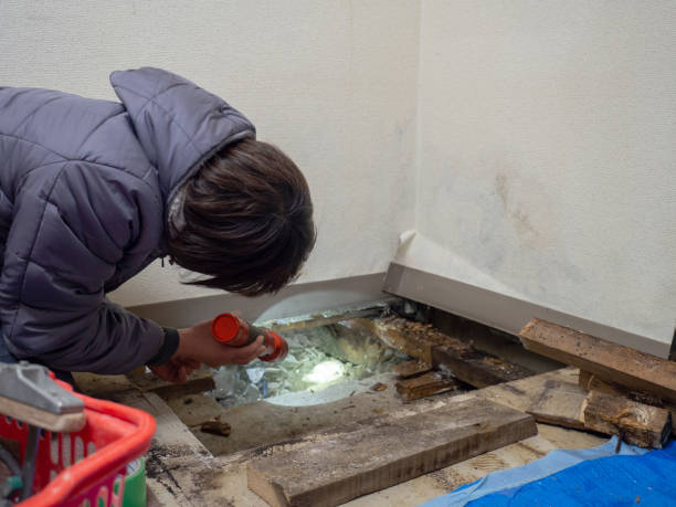 Best Residential Mold Inspection & Testing  in Muscatine, IA