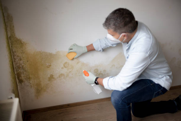 Best Mold Prevention Services  in Muscatine, IA