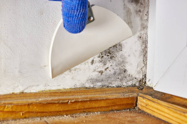 Best Basement Mold Removal  in Muscatine, IA