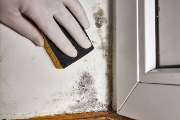 Best Mold Documentation for Insurance Claims  in Muscatine, IA